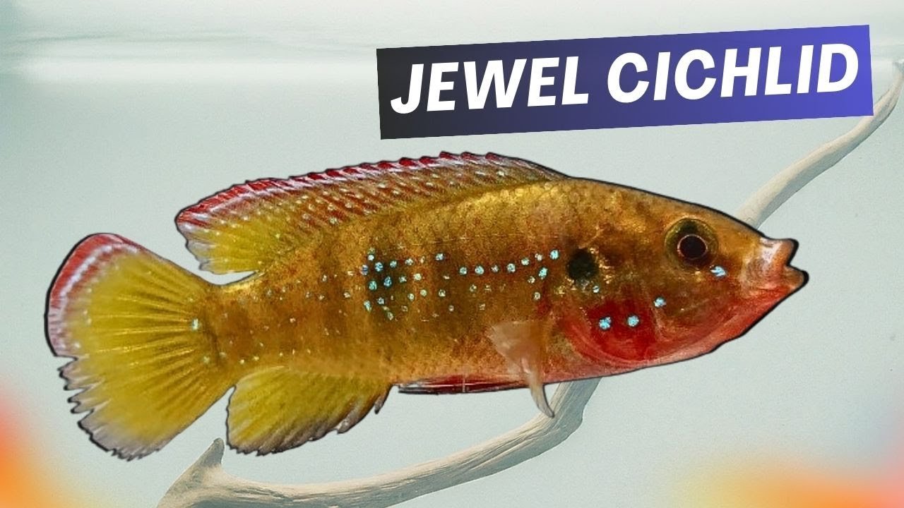 Rivulatus Cichlid: A Vibrant Jewel of South American Waters