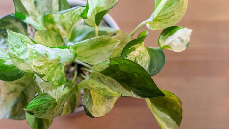 Manjula Pothos: The Stunning Houseplant That Blends Beauty and Simplicity