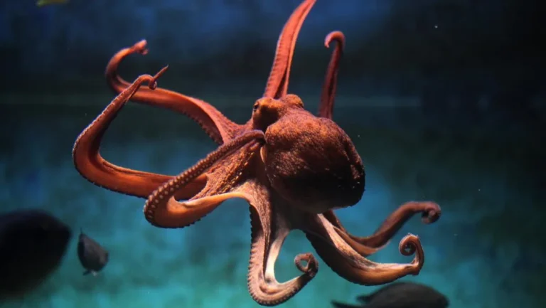 Octopus Symbolism: Mysteries of the Ocean’s Shape-Shifter