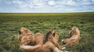 Sustainable Safari: Redefining Adventure in Harmony with Nature