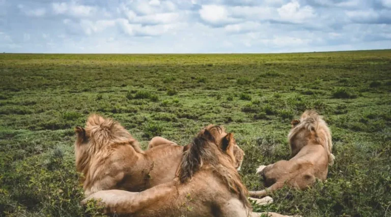 Sustainable Safari: Redefining Adventure in Harmony with Nature