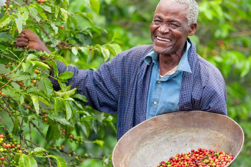 Excelsa Coffee: The Forgotten Bean with Extraordinary Depth