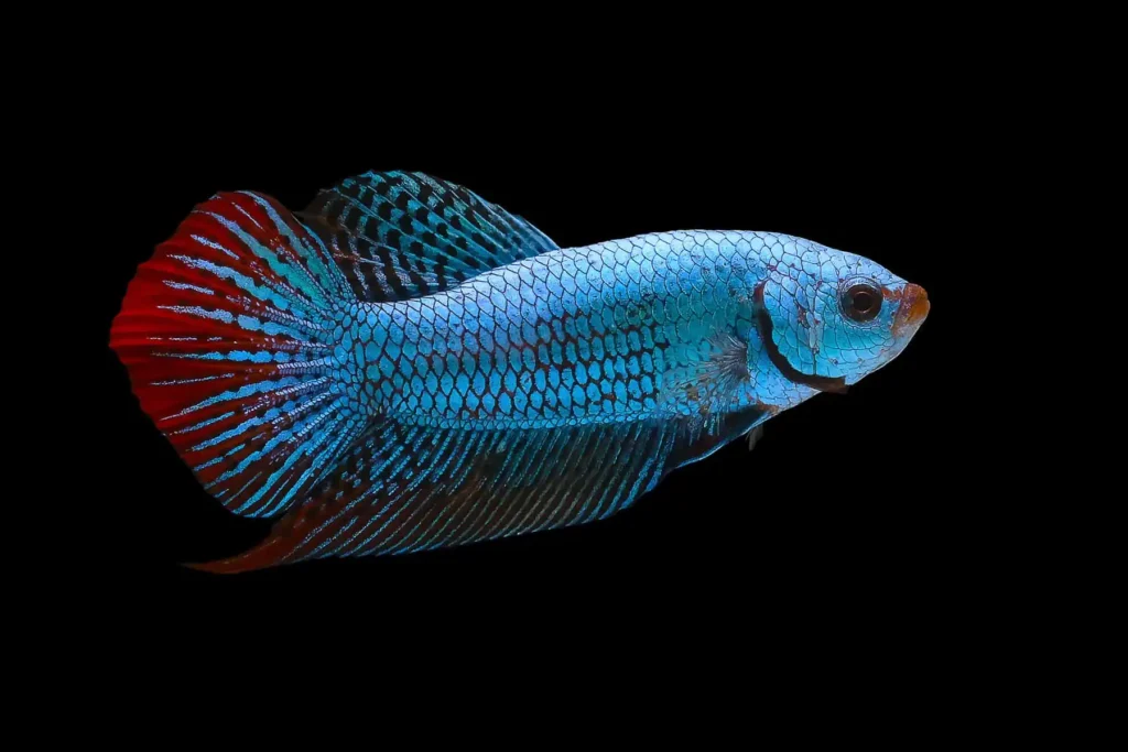 Betta Imbellis: The Peaceful Beauty of the Betta World