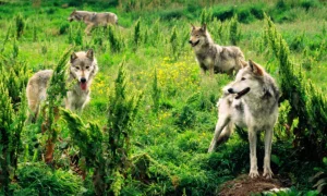 Wilderness Wolves: Guardians of the Wild and Symbols of Nature’s Balance