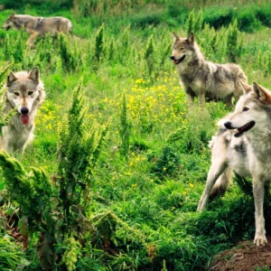 Wilderness Wolves: Guardians of the Wild and Symbols of Nature’s Balance
