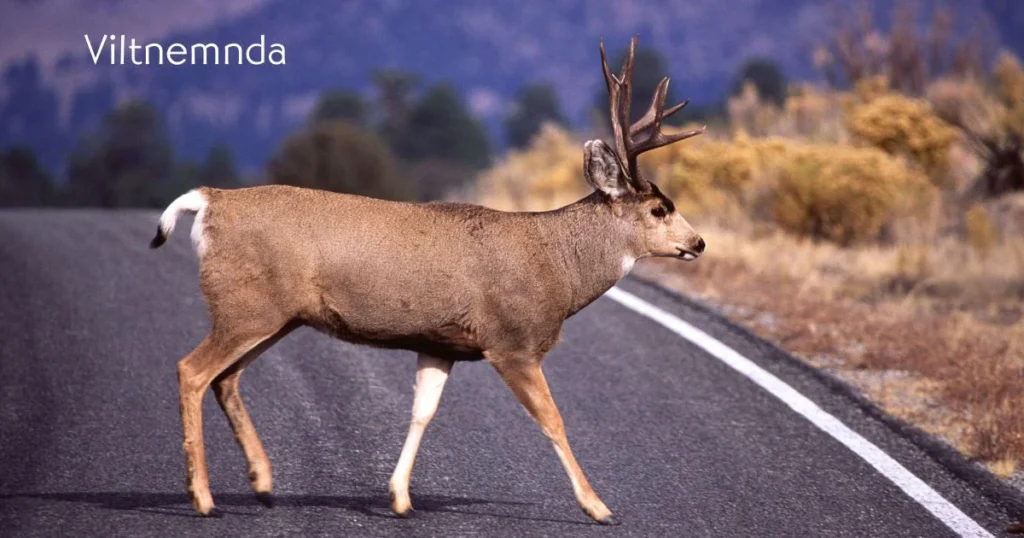 Viltnemnda: Guardians of Wildlife and Local Conservation