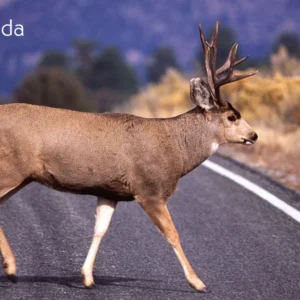 Viltnemnda: Guardians of Wildlife and Local Conservation