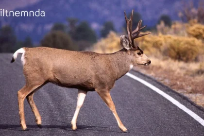 Viltnemnda: Guardians of Wildlife and Local Conservation