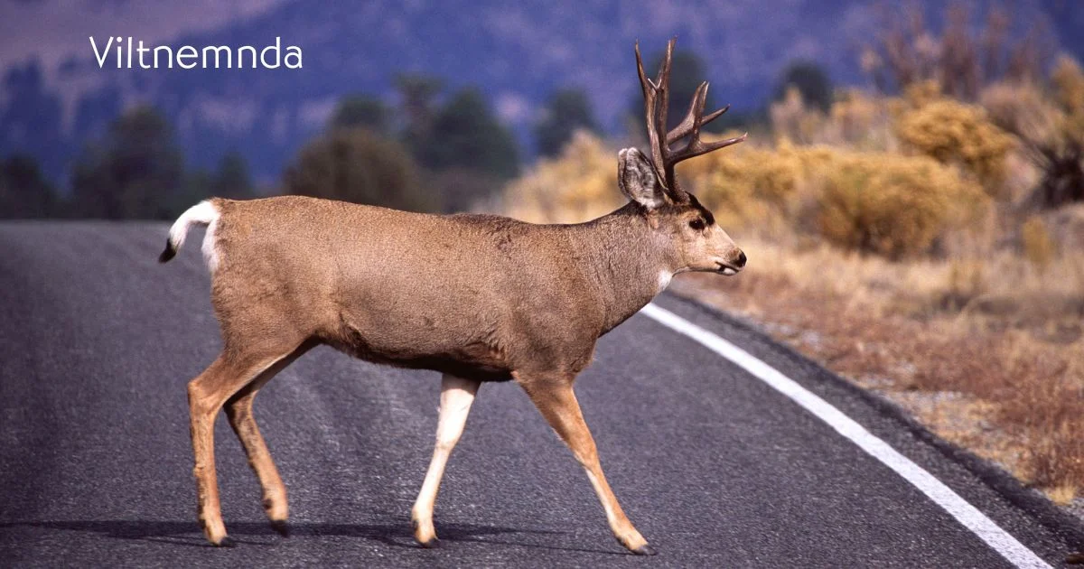 Viltnemnda: Guardians of Wildlife and Local Conservation Viltnemnda: Guardians of Wildlife and Local Conservation