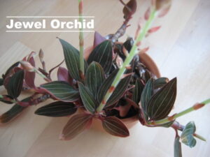 Jewel Orchids: The Dazzling Foliage Plants That Bring Living Gemstones Into Your Home