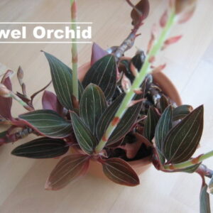 Jewel Orchids: The Dazzling Foliage Plants That Bring Living Gemstones Into Your Home